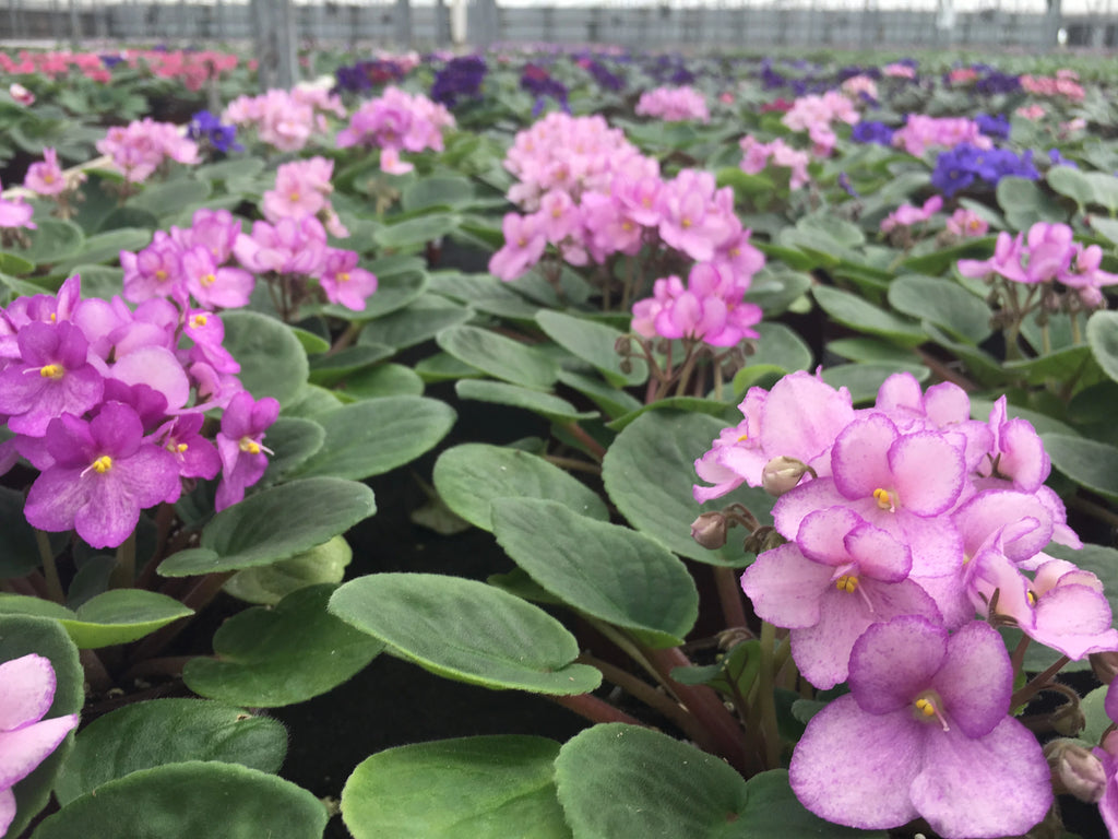 African Violet Variety Pack 4 Assorted Plants 4" Pots Y596