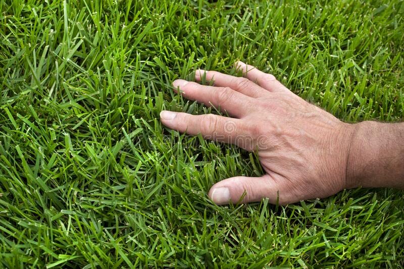 Tall-Fescue 50 LB Bag of Seed H1454