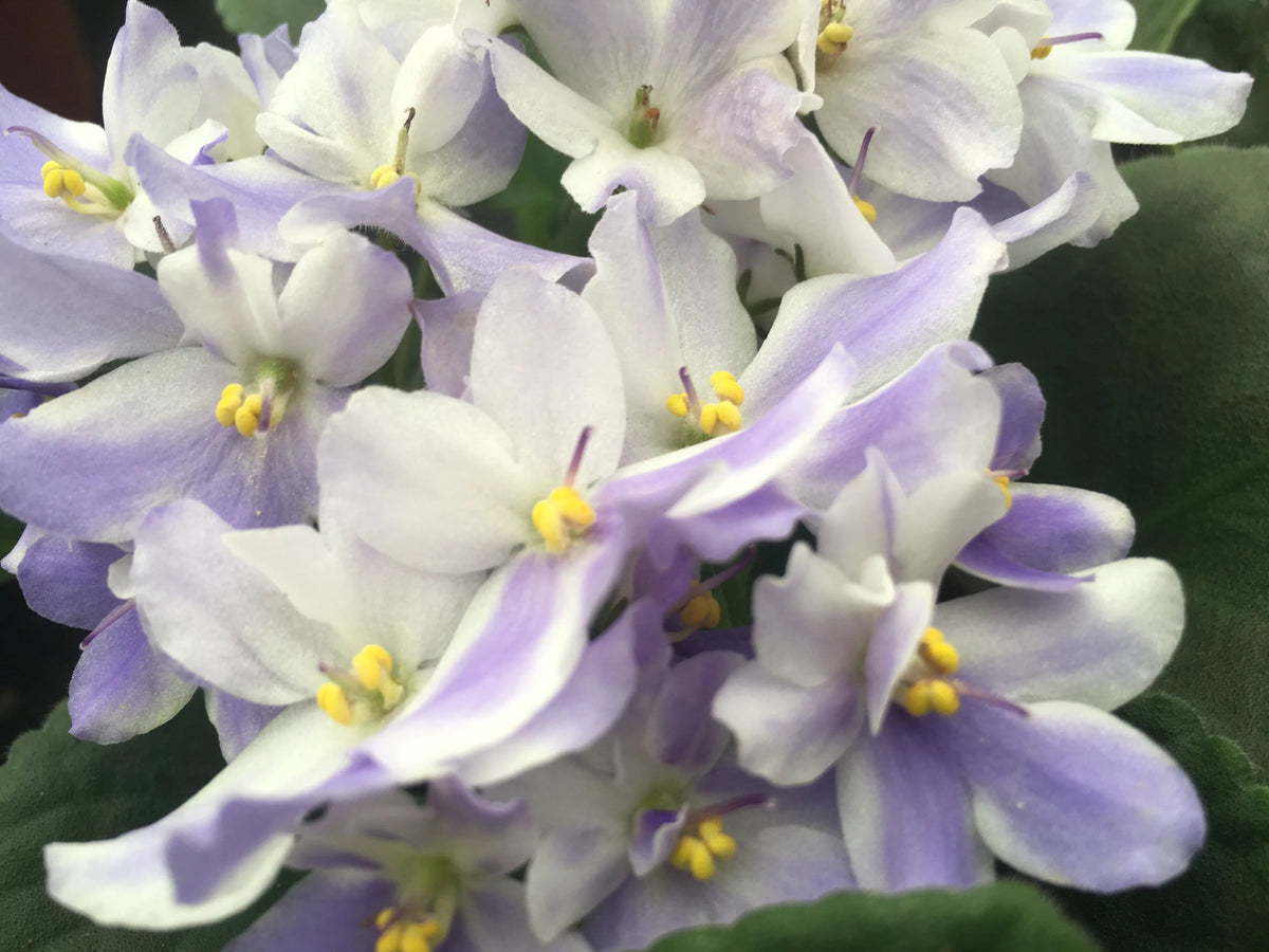 African Violet Variety Pack 4 Assorted Plants 4" Pots Y596