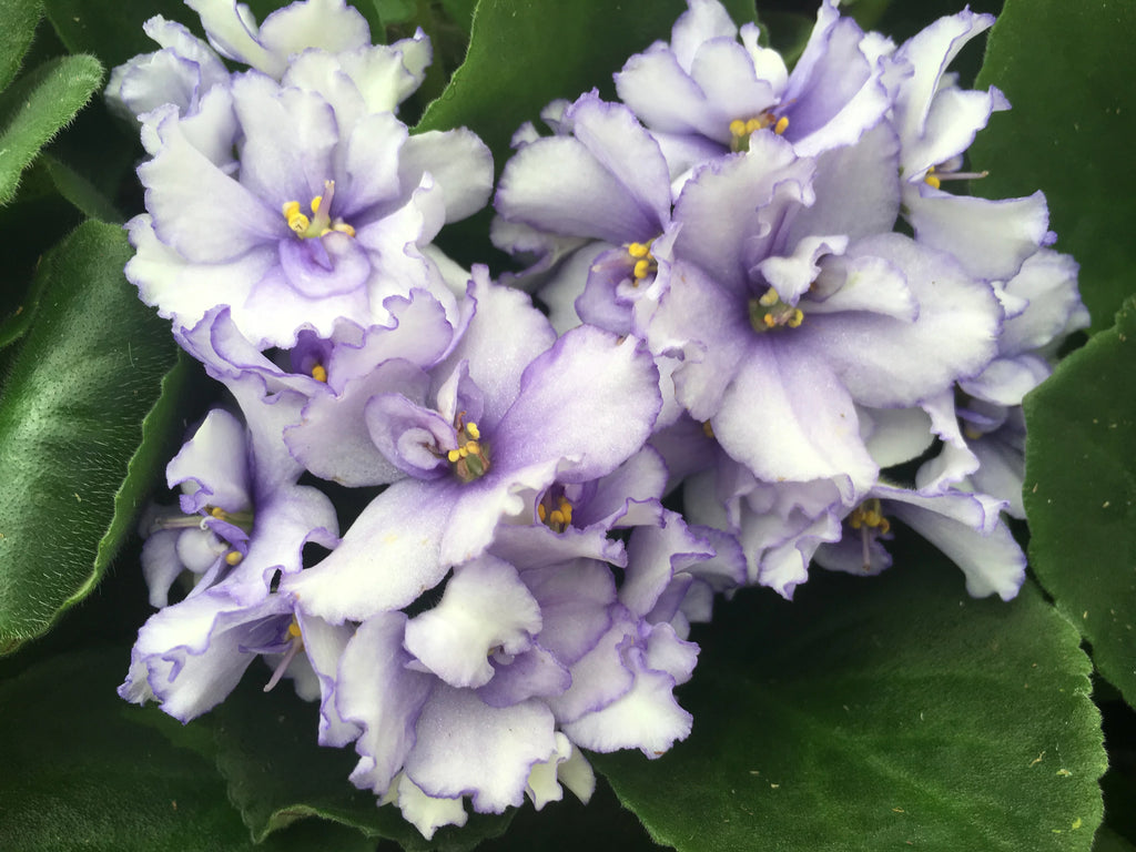 African Violet Variety Pack 4 Assorted Plants 4" Pots Y596