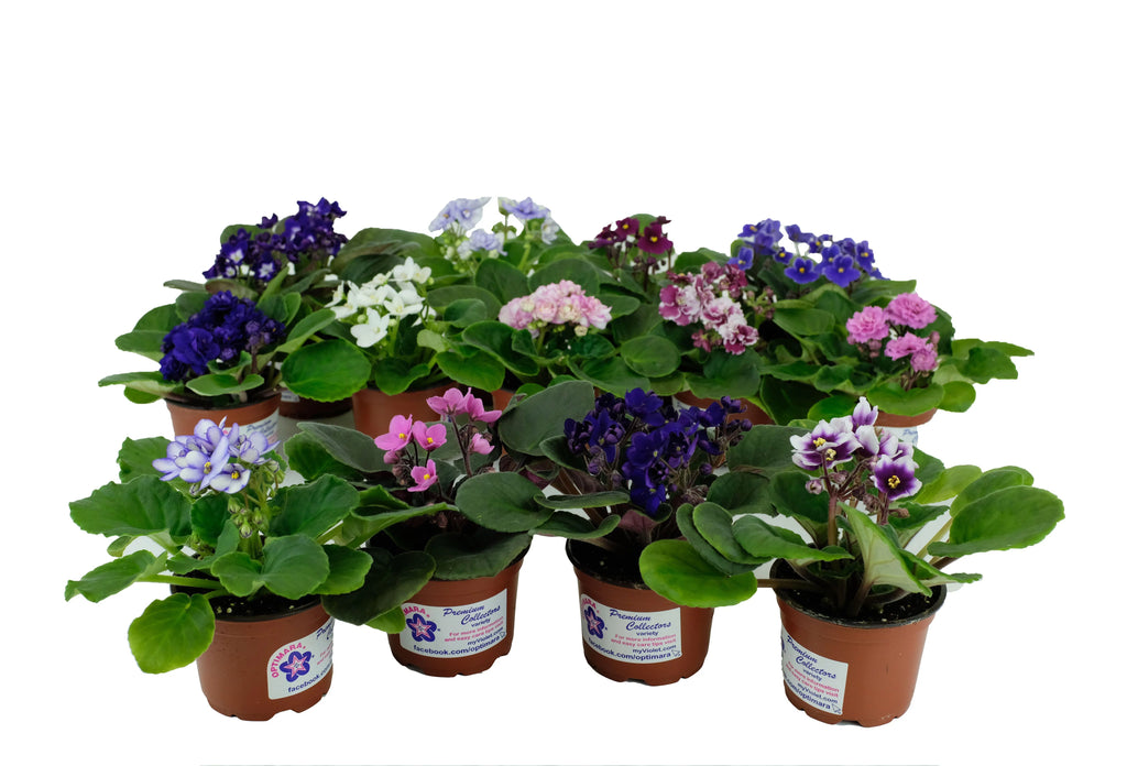 African Violet Variety Pack 4 Assorted Plants 4" Pots Y596