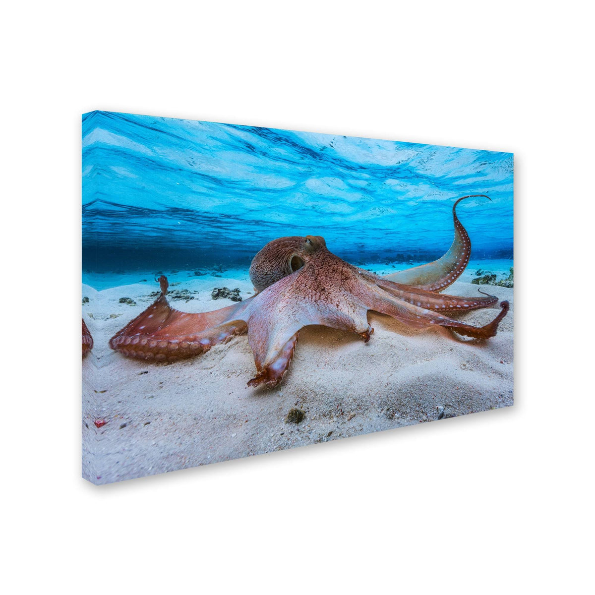 Octopus Canvas G173576