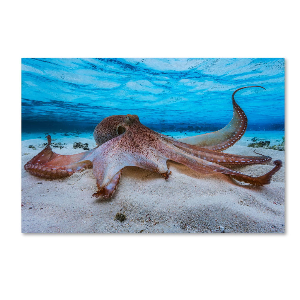 Octopus Canvas G173576