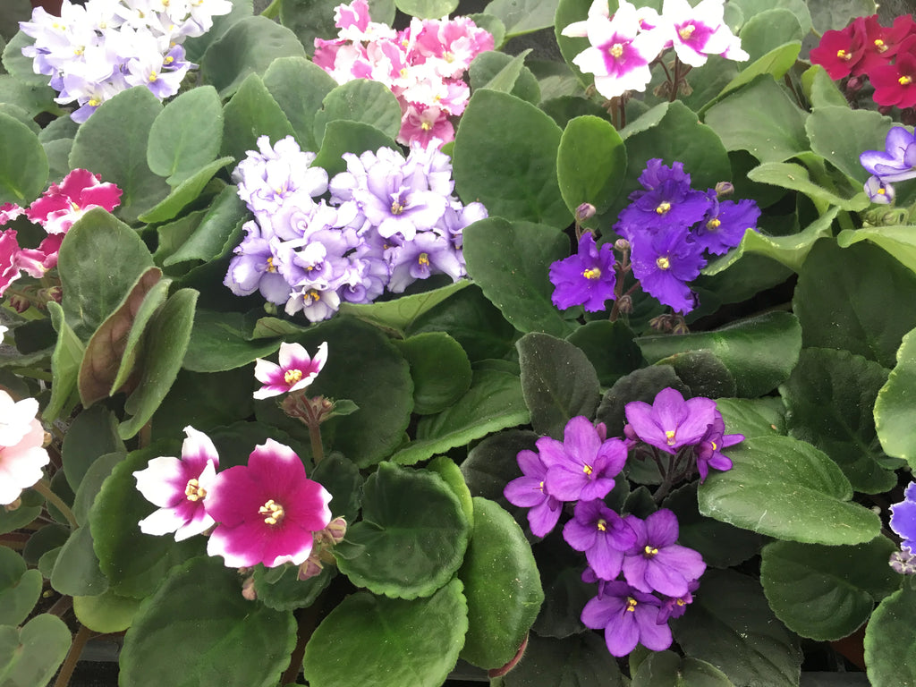 African Violet Variety Pack 4 Assorted Plants 4" Pots Y596