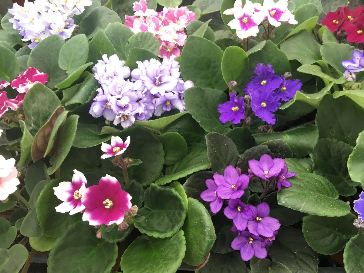 African Violet Variety Pack 4 Assorted Plants 4" Pots Y596