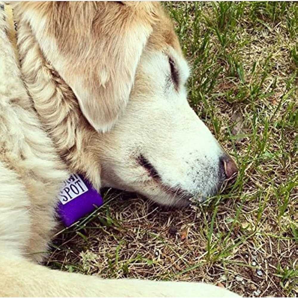 Pet Tag Silencer L4835