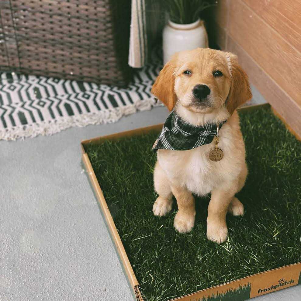 Large Real Grass Pee and Potty Training Pad for Dogs 15 to 30 Pounds A219306