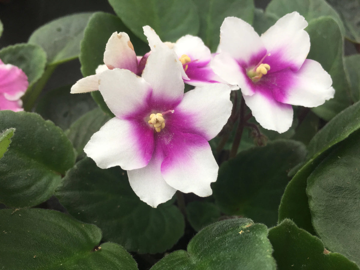 African Violet Variety Pack 4 Assorted Plants 4" Pots Y596