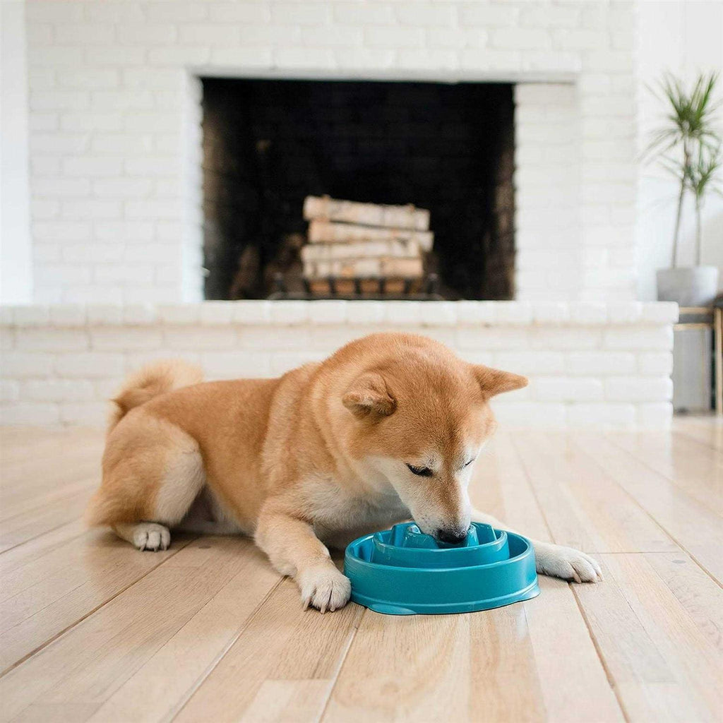 Slow Dog Bowl Z850